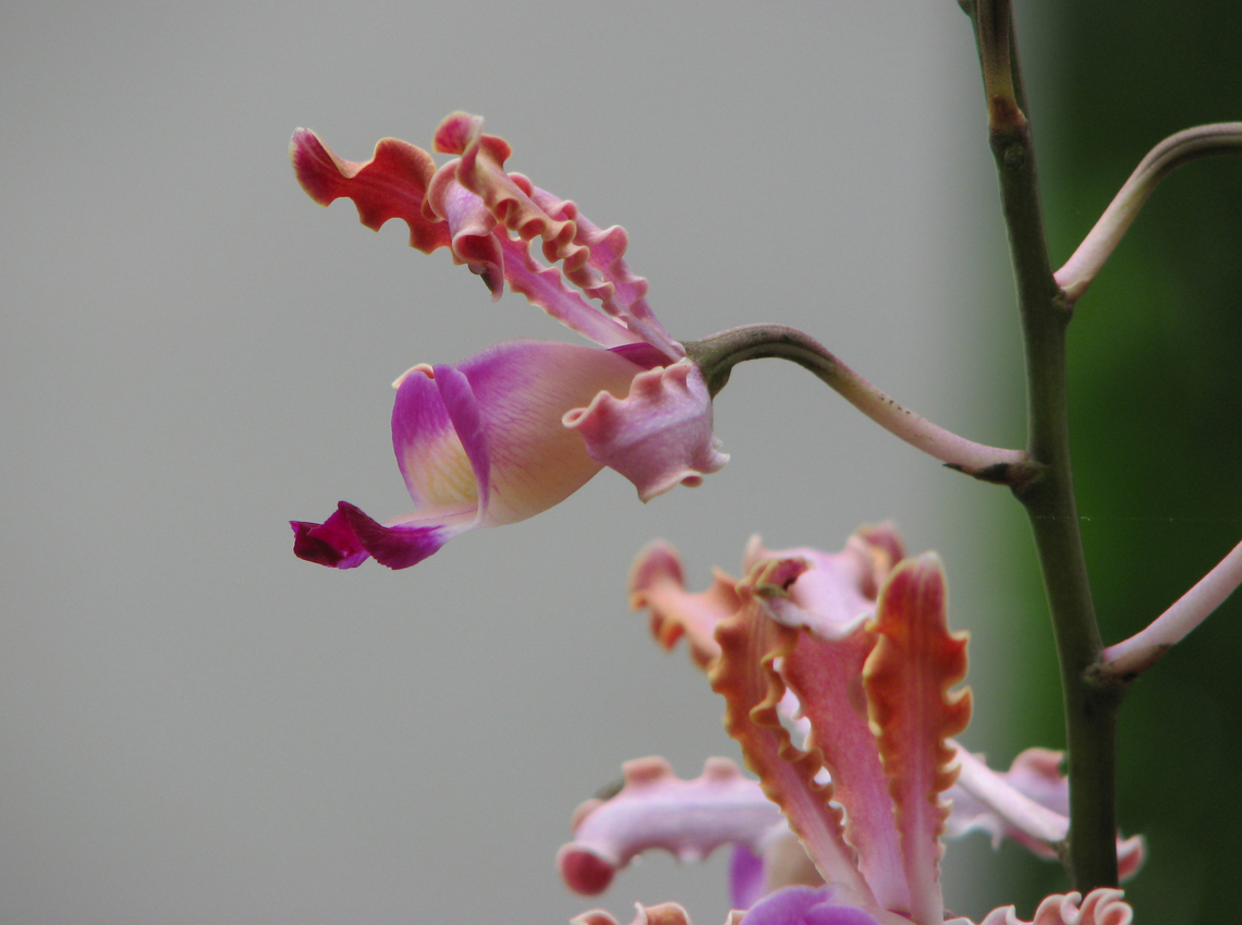 Schomburgkia undulata or Myrmecophila Orchid exhibit in the Botanical Garden of Leuven, Belgium.  Belgium,Geotagged,Laelia undulata,Spring