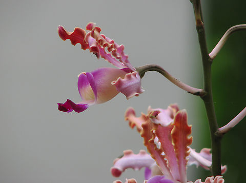 Schomburgkia undulata or Myrmecophila Orchid exhibit in the Botanical Garden of Leuven, Belgium.  Belgium,Geotagged,Laelia undulata,Spring