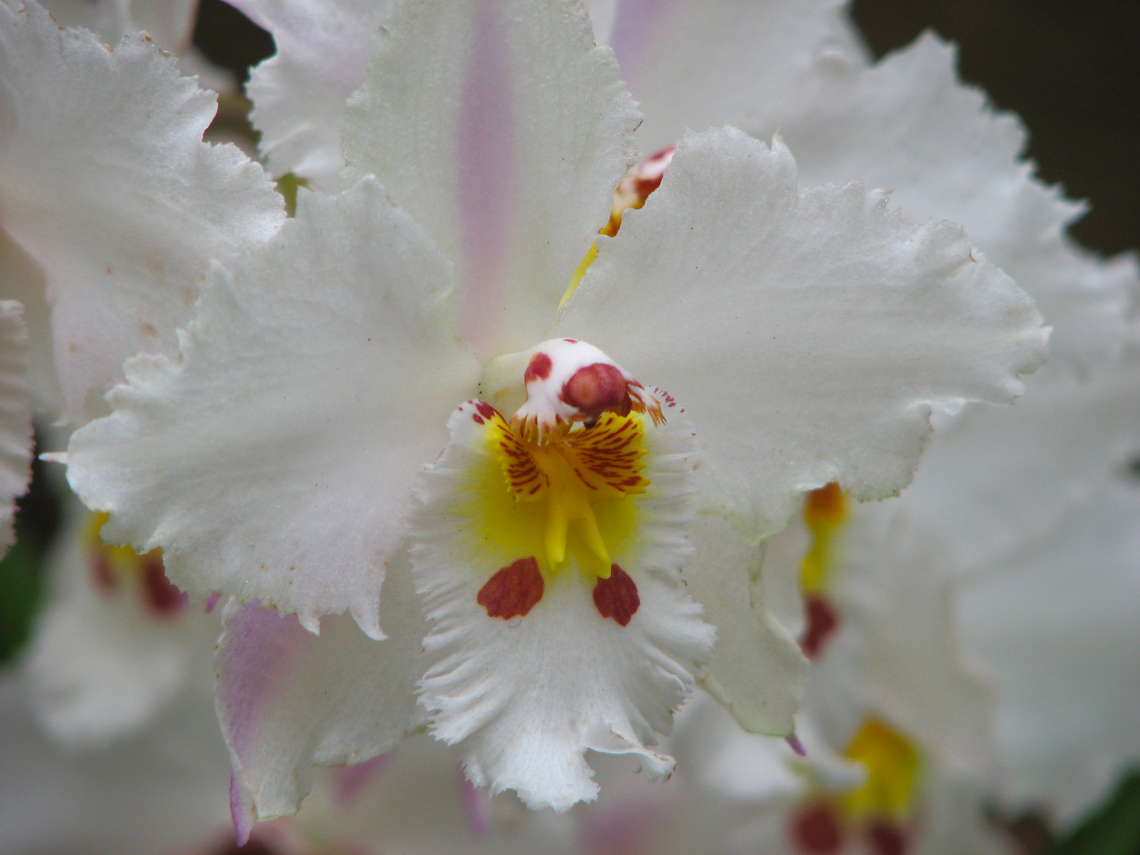 Oncidium Coupe Point Orchid exhibit in the Botanical Garden of Leuven, Belgium.  Belgium,Geotagged,Oncidium Coupe Point,Oncidium Cristor x Oncidium Robesca,Spring
