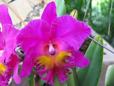 Rhyncholaeliocattleya King of Taiwan Orchid exhibit in the Botanical Garden of Leuven, Belgium.  Belgium,Geotagged,Rhyncholaeliocattleya Bryce Canyon × Rhyncholaeliocattleya Purple Ruby,Rhyncholaeliocattleya King of Taiwan,Spring