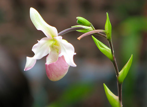 Phragmipedium Sedenii Candidum Orchid exhibit in the Botanical Garden of Leuven, Belgium.  Belgium,Geotagged,Phragmipedium Sedenii Candidum,Phragmipedium longifolium x Phragmipedium schlimii,Spring