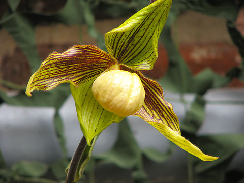 Paphiopedilium Harold Koopowitz Orchid exhibit in the Botanical Garden of Leuven, Belgium.  Belgium,Geotagged,Paphiopedilum Harold Koopowitz,Paphiopedilum malipoense × Paphiopedilum rothschildianum,Spring