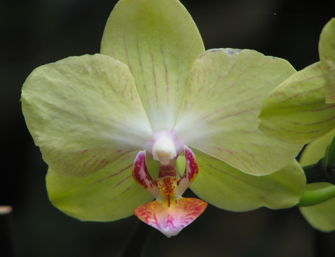 Phalaenopsis Unimax Moonlight Orchid exhibit in the Botanical Garden of Leuven, Belgium.  Belgium,Geotagged,Phalaenopsis Brother Passat × Phalaenopsis Emeraude,Phalaenopsis Unimax Moonlight,Spring