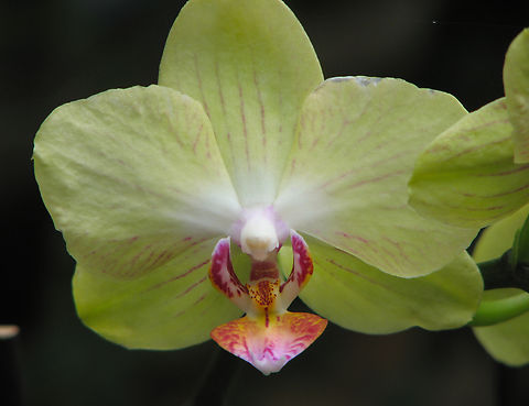 Phalaenopsis Unimax Moonlight Orchid exhibit in the Botanical Garden of Leuven, Belgium.  Belgium,Geotagged,Phalaenopsis Brother Passat &times; Phalaenopsis Emeraude,Phalaenopsis Unimax Moonlight,Spring