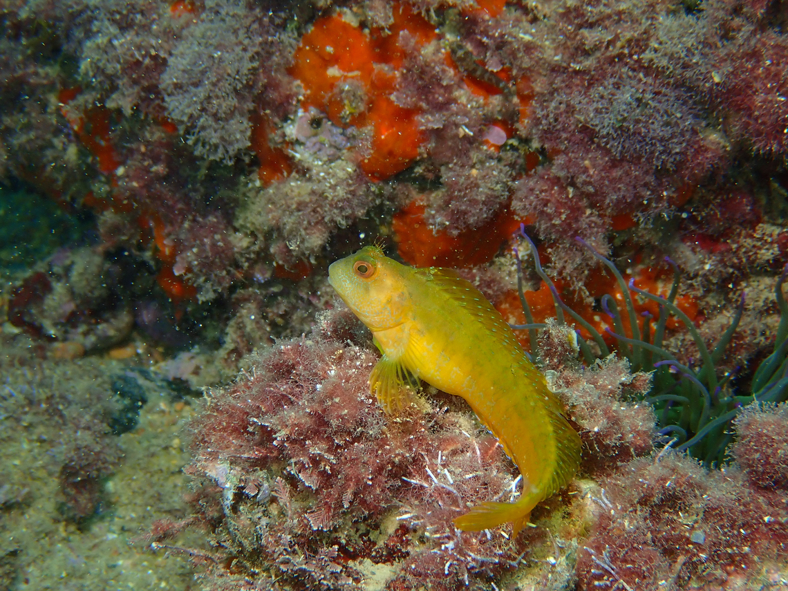 Golden goby - Gobius auratus Cala Cortina, Cartagena Fall,Geotagged,Gobius auratus,Golden goby,Spain