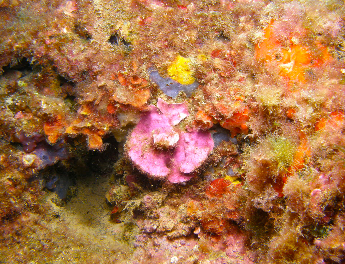Mesophyllum expansum Is the pink lobed alga in the middle. <br />
Seen in the Mitjana Islet between Benidorm and Altea, Alicante (Spain). Geotagged,Mesophyllum expansum,Spain,Summer