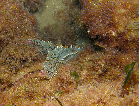 Spiny starfish - Marthasterias glacialis Seen in the Mitjana Islet between Benidorm and Altea, Alicante (Spain).  Geotagged,Marthasterias glacialis,Spain,Spiny starfish,Summer