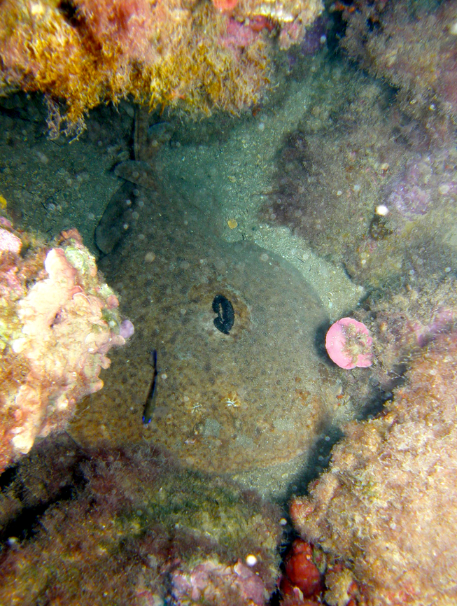 Marbled electric ray- Torpedo marmorata Seen in the Mitjana Islet between Benidorm and Altea, Alicante (Spain). <br />
the black spots could be annelid parasites:<br />
<a href="https://www.sub-vidayfoto.com/indice-alfabetico/anelido-parasito-sobre-torpedo-marmorata/152/" rel="nofollow">https://www.sub-vidayfoto.com/indice-alfabetico/anelido-parasito-sobre-torpedo-marmorata/152/</a> Geotagged,Marbled electric ray,Spain,Summer,Torpedo marmorata