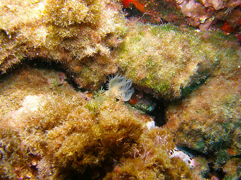 Smooth tubeworm - Protula tubularia Seen in the Mitjana Islet between Benidorm and Altea, Alicante (Spain).  Geotagged,Protula tubularia,Smooth tubeworm,Spain,Summer