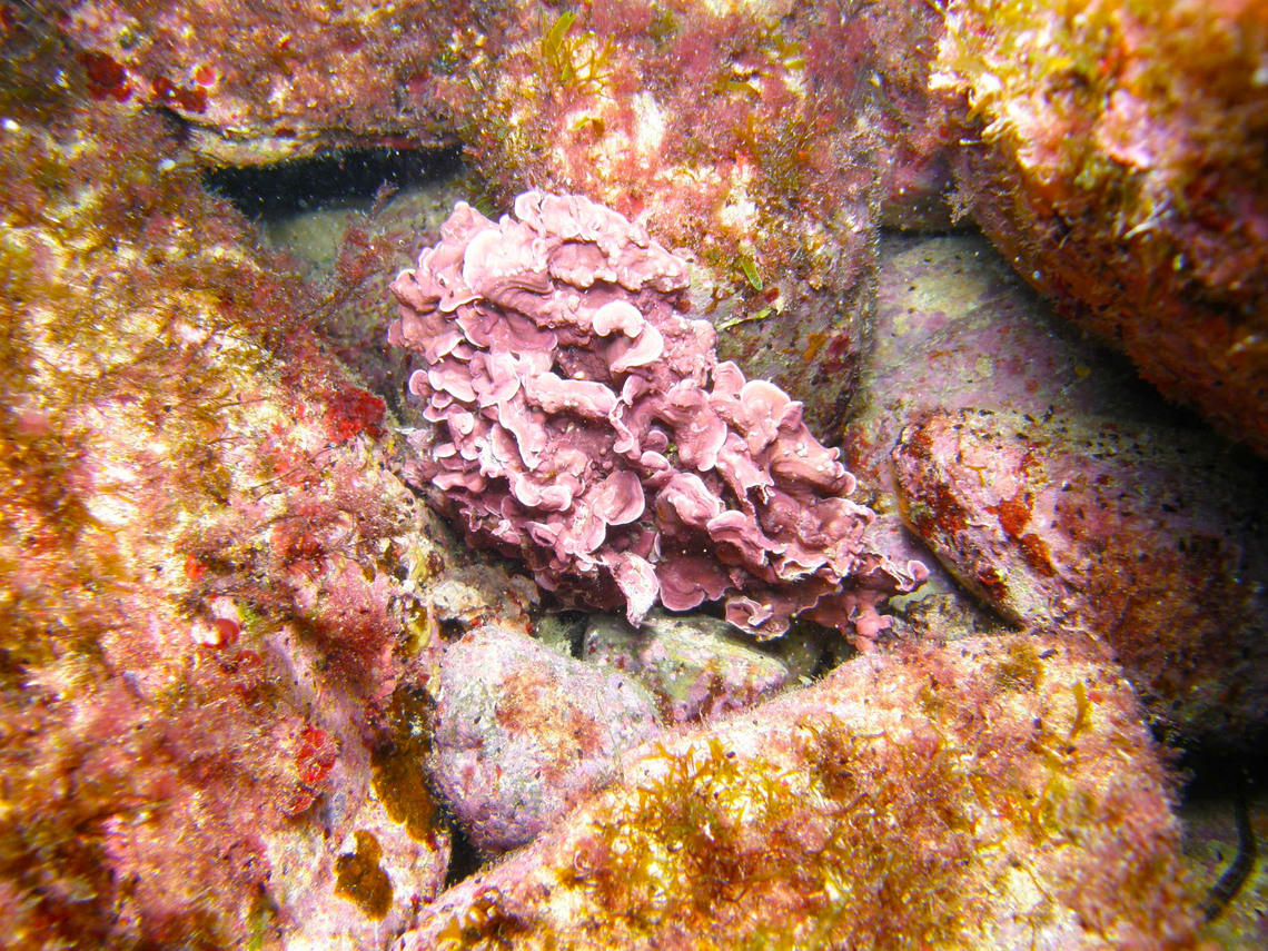 Pink plates - Mesophyllum lichenoides Seen in the dive site La Pileta close to Mitjana Islet, between Benidorm and Altea, Alicante (Spain).  Geotagged,Mesophyllum lichenoides,Pink plates,Spain,Summer