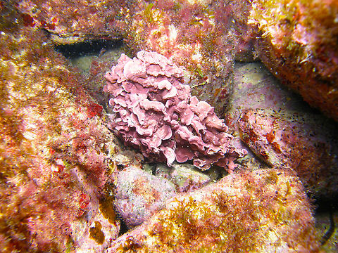 Pink plates - Mesophyllum lichenoides Seen in the dive site La Pileta close to Mitjana Islet, between Benidorm and Altea, Alicante (Spain).  Geotagged,Mesophyllum lichenoides,Pink plates,Spain,Summer