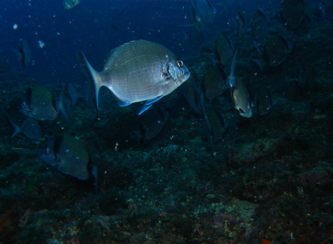 Diplodus sargus Benidorm&#039;s Island, Alicante. Diplodus sargus,Fall,Geotagged,Sargo,Spain