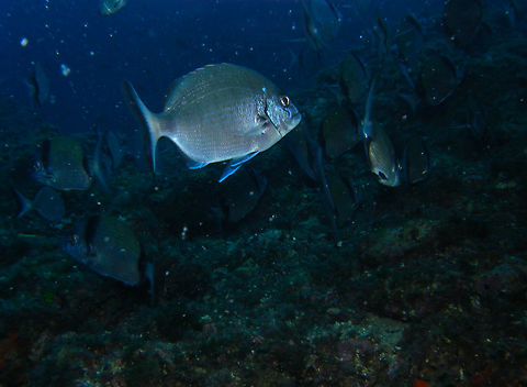 Diplodus sargus Benidorm's Island, Alicante. Diplodus sargus,Fall,Geotagged,Sargo,Spain
