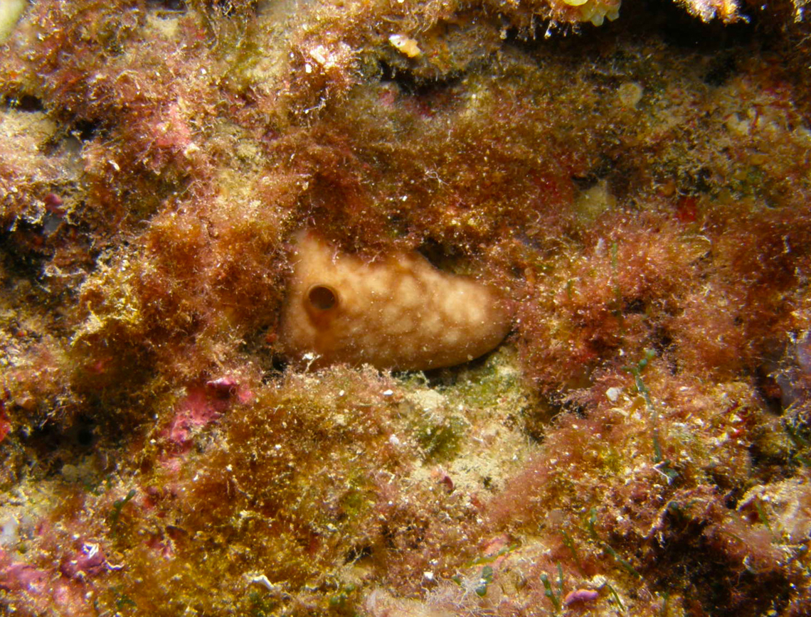 Kidney sponge - Chondrosia reniformis Isla de Benidorm, Alicante (Spain).  Chondrosia reniformis,Fall,Geotagged,Kidney sponge,Spain