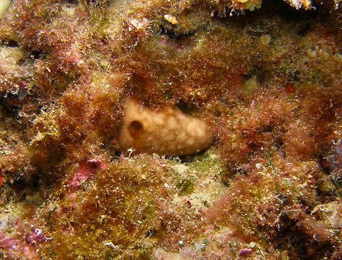 Kidney sponge - Chondrosia reniformis Isla de Benidorm, Alicante (Spain).  Chondrosia reniformis,Fall,Geotagged,Kidney sponge,Spain
