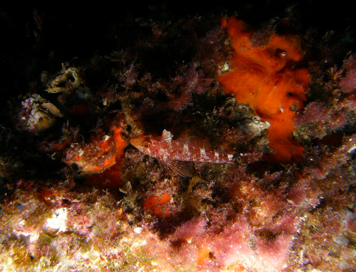 Black-faced blenny - Tripterygion delaisi Isla de Benidorm, Alicante (Spain).  Black-faced blenny,Fall,Geotagged,Spain,Tripterygion delaisi