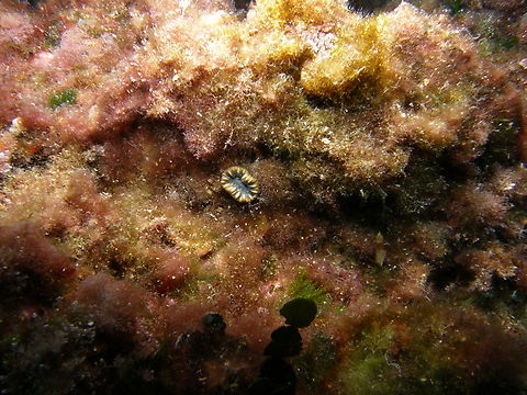 Pig-tooth coral - Balanophyllia europaea Isla de Benidorm. Balanophyllia europaea,Fall,Geotagged,Spain
