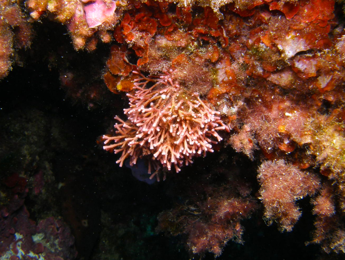 Tubular thicket algae - Tricleocarpa fragilis Isla de Benidorm. Fall,Geotagged,Spain,Tricleocarpa fragilis,Tubular thicket algae