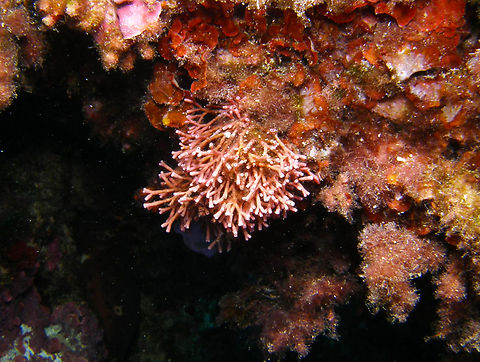 Tubular thicket algae - Tricleocarpa fragilis Isla de Benidorm. Fall,Geotagged,Spain,Tricleocarpa fragilis,Tubular thicket algae