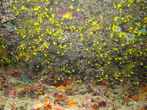 Sunset cup coral - Leptosammia pruvoti Seen in the Mitjana Islet between Benidorm and Altea, Alicante (Spain).  Fall,Geotagged,Leptopsammia pruvoti,Spain,Sunset cup coral