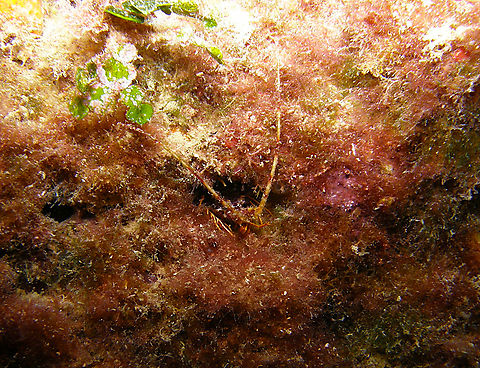Palinurus elephas Seen in the Mitjana Islet between Benidorm and Altea, Alicante (Spain).  Fall,Geotagged,Palinurus elephas,Spain