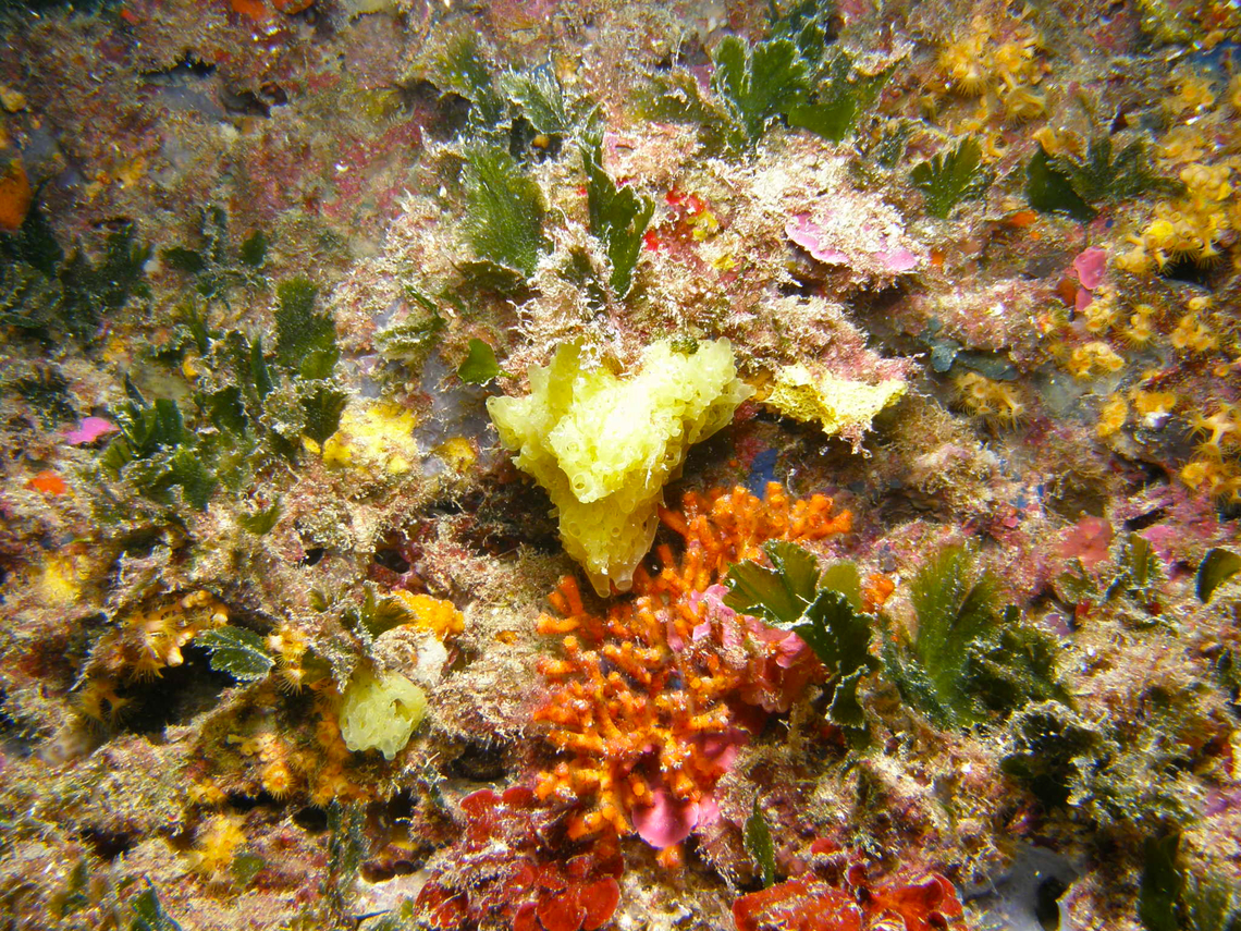 Clathrina clathrus Seen in the Mitjana Islet between Benidorm and Altea, Alicante (Spain).  Clathrina clathrus,Fall,Geotagged,Spain