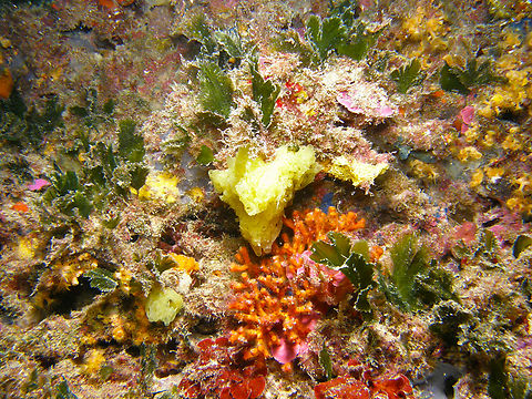 Clathrina clathrus Seen in the Mitjana Islet between Benidorm and Altea, Alicante (Spain).  Clathrina clathrus,Fall,Geotagged,Spain