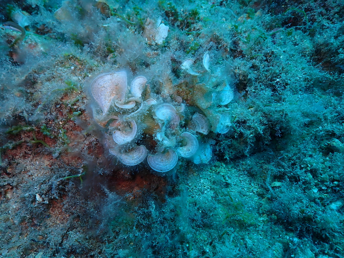 Peacock's tail - Padina pavonica Isla de Benidorm, Alicante (Spain).  Geotagged,Padina pavonica,Peacock's tail,Spain,Summer