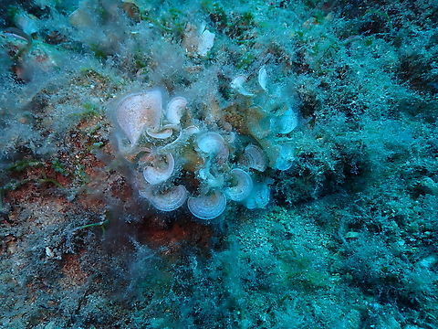 Peacock's tail - Padina pavonica Isla de Benidorm, Alicante (Spain).  Geotagged,Padina pavonica,Peacock's tail,Spain,Summer