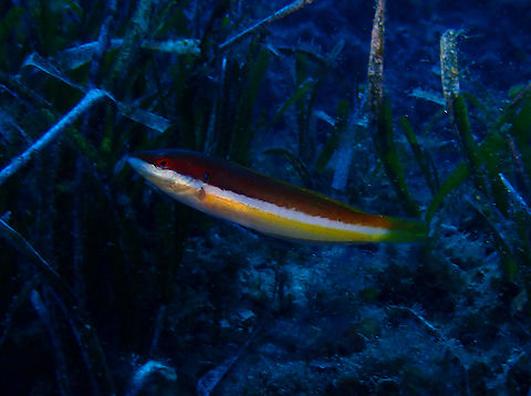 Mediterranean rainbow wrasse - Coris julis female Cala Rafalet, Menorca. Coris julis,Fall,Geotagged,Mediterranean rainbow wrasse,Spain
