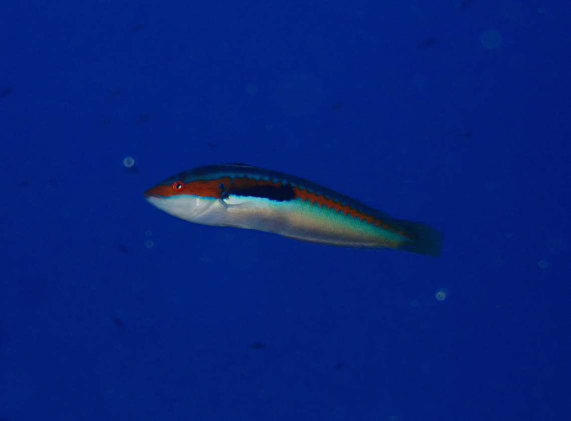 Mediterranean rainbow wrasse - Coris julis male Cala Rafalet, Menorca.  Coris julis,Fall,Geotagged,Mediterranean rainbow wrasse,Spain