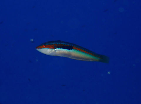 Mediterranean rainbow wrasse - Coris julis male Cala Rafalet, Menorca.  Coris julis,Fall,Geotagged,Mediterranean rainbow wrasse,Spain