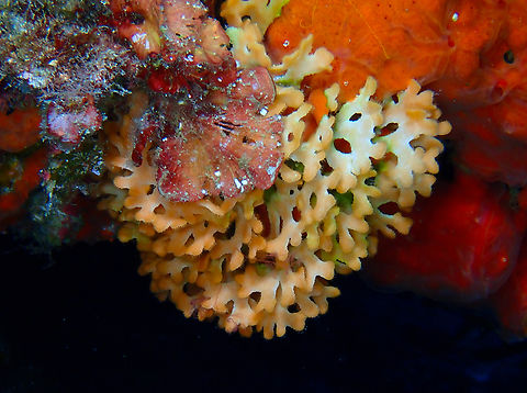 Ross Coral - Pentapora fascialis Cala Rafalet, Menorca. 
It has in front a red-brownish rhodophyta alga, most likely Peyssonnelia sp. Fall,Geotagged,Pentapora fascialis,Ross Coral,Spain