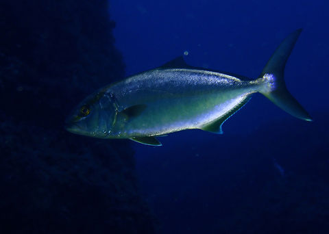 Greater amberjack - Seriola dumerili Cala Rafalet, Menorca.  Fall,Geotagged,Greater amberjack,Seriola dumerili,Spain