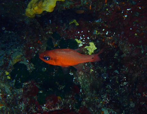 Mediterranean cardinalfish - Apogon imberbis Cala Rafalet, Menorca.  Apogon imberbis,Fall,Geotagged,Mediterranean Cardinalfish,Spain