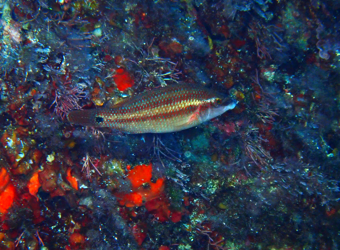 East Atlantic peacock wrasse - Symphodus tinca Cala Rafalet, Menorca.  East Atlantic peacock wrasse,Fall,Geotagged,Spain,Symphodus tinca
