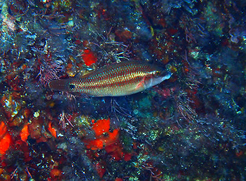 East Atlantic peacock wrasse - Symphodus tinca Cala Rafalet, Menorca.  East Atlantic peacock wrasse,Fall,Geotagged,Spain,Symphodus tinca