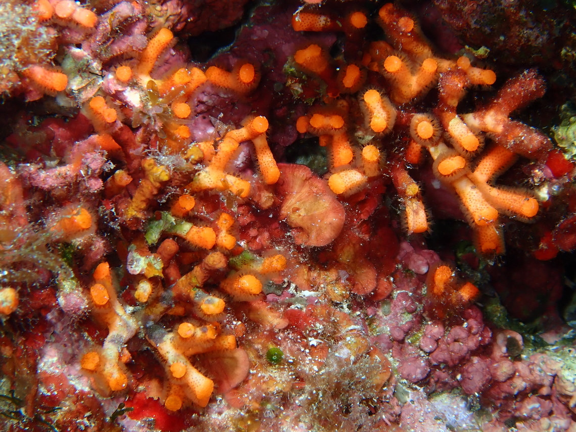 False coral - Myriapora truncata Cala Rafalet, Menorca.  Fall,Geotagged,Myriapora truncata,Spain