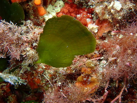 Flabellia petiolata Cala Rafalet, Menorca.  Fall,Flabellia,Flabellia petiolata,Geotagged,Spain