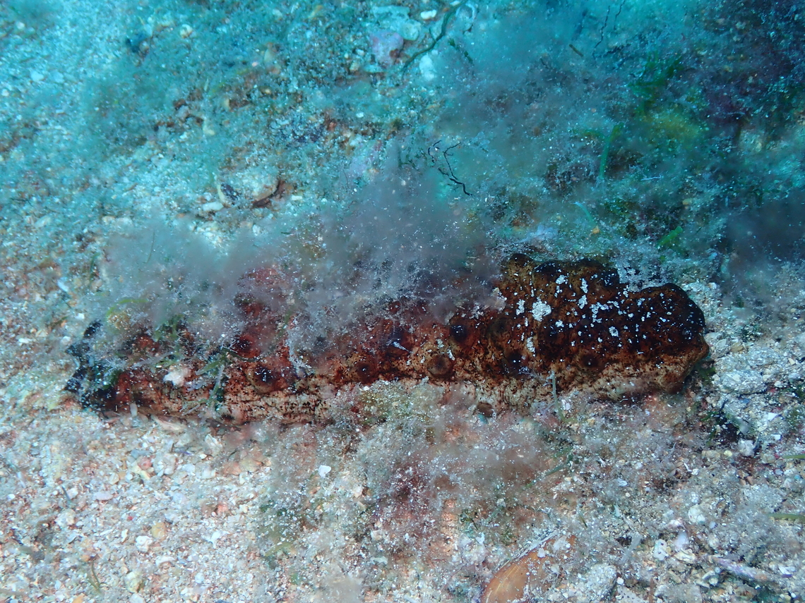 Holothuria tubulosa Isla de Benidorm.  Geotagged,Holothuria tubulosa,Spain,Summer