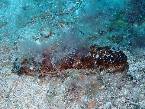 Holothuria tubulosa Isla de Benidorm.  Geotagged,Holothuria tubulosa,Spain,Summer