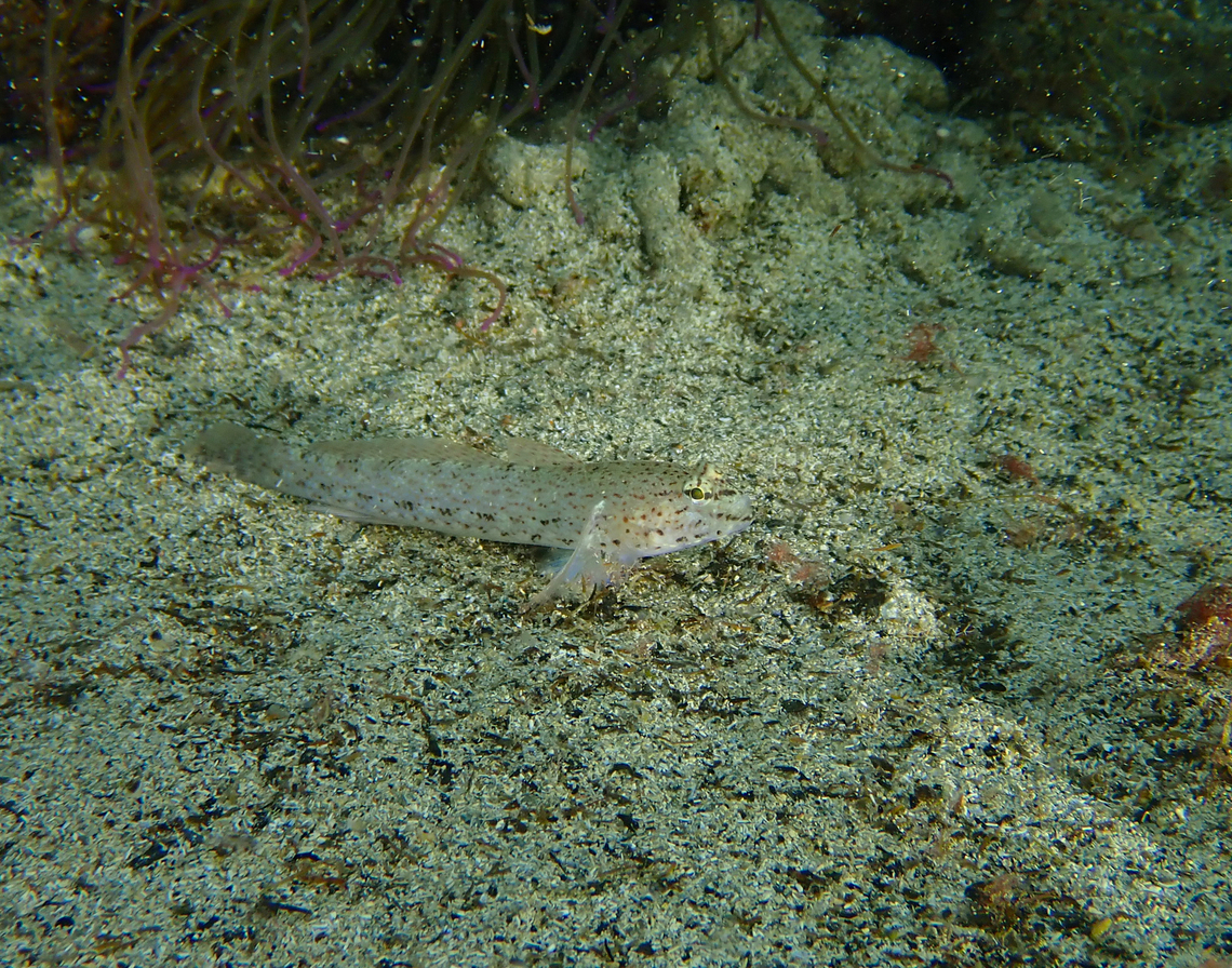 Bucchich's goby - Gobius bucchichi Cala Cortina, Cartagena. Bucchich's goby,Fall,Geotagged,Gobius bucchichi,Spain