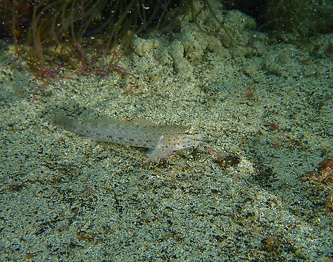 Bucchich's goby - Gobius bucchichi Cala Cortina, Cartagena. Bucchich's goby,Fall,Geotagged,Gobius bucchichi,Spain