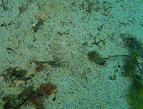 Bothus podas Cala Cortina, Cartagena.  Bothus podas,Fall,Geotagged,Spain,Wide-eyed flounder