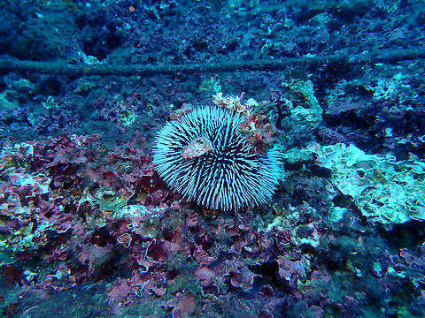Sphaerechinus granularis Cala Cortina, Cartagena.  Fall,Geotagged,Spain,Sphaerechinus granularis