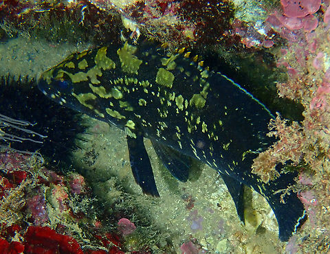 Dusky Grouper - Epinephelus_marginatus Cala Cortina, Cartagena.  Epinephelus marginatus,Fall,Geotagged,Spain