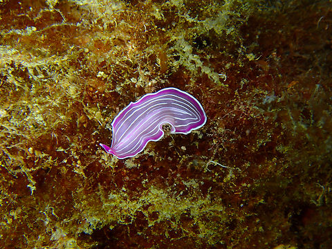 Mediterranean Pink Flatworm - Prostheceraeus roseus Wreck 30, close to Tabarca Island, Alicante. Fall,Geotagged,Mediterranean Pink Flatworm,Prostheceraeus roseus,Spain