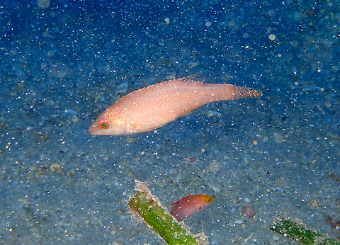 Grey wrasse - Symphodus cinereus Wreck 30, close to Tabarca Island, Alicante.  Fall,Geotagged,Grey wrasse,Spain,Symphodus cinereus