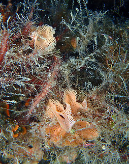 Reteporella grimaldii Wreck 30, close to Tabarca Island, Alicante.  Fall,Geotagged,Reteporella grimaldii,Spain