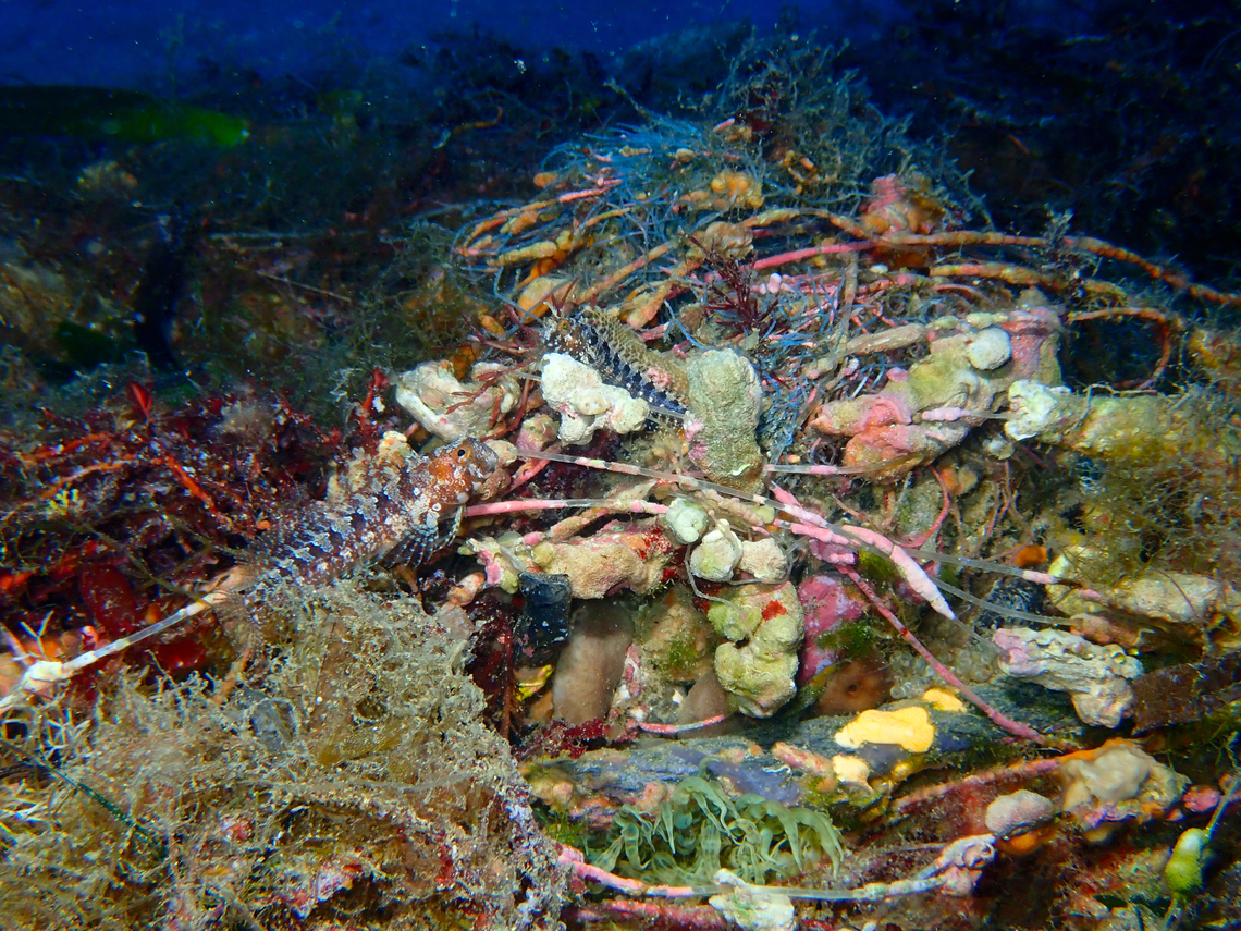 Tentacled blenny - Parablennius tentacularis It is the two fishes in the picture. They are very well mimtized with their surroundings.<br />
Wreck 30, close to Tabarca Island, Alicante.  Fall,Geotagged,Parablennius tentacularis,Spain,Tentacled blenny